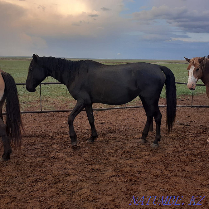 Mares (bieler) horses. Kostanay - photo 4