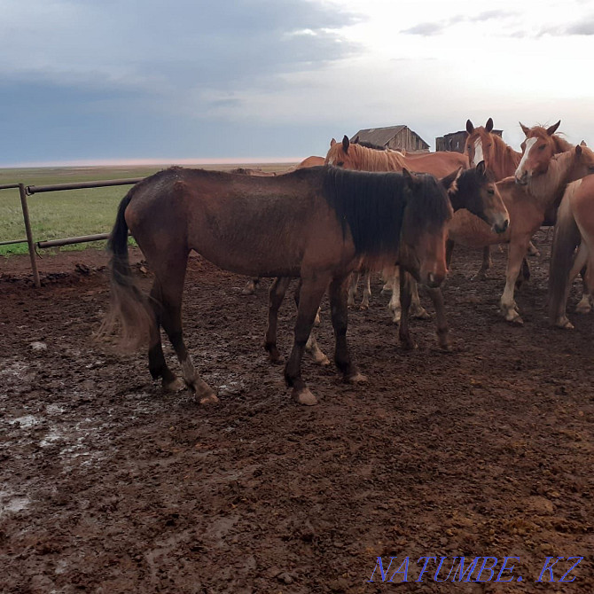 Mares (bieler) horses. Kostanay - photo 8