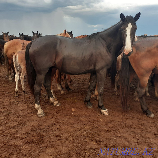 Mares (bieler) horses. Kostanay - photo 5