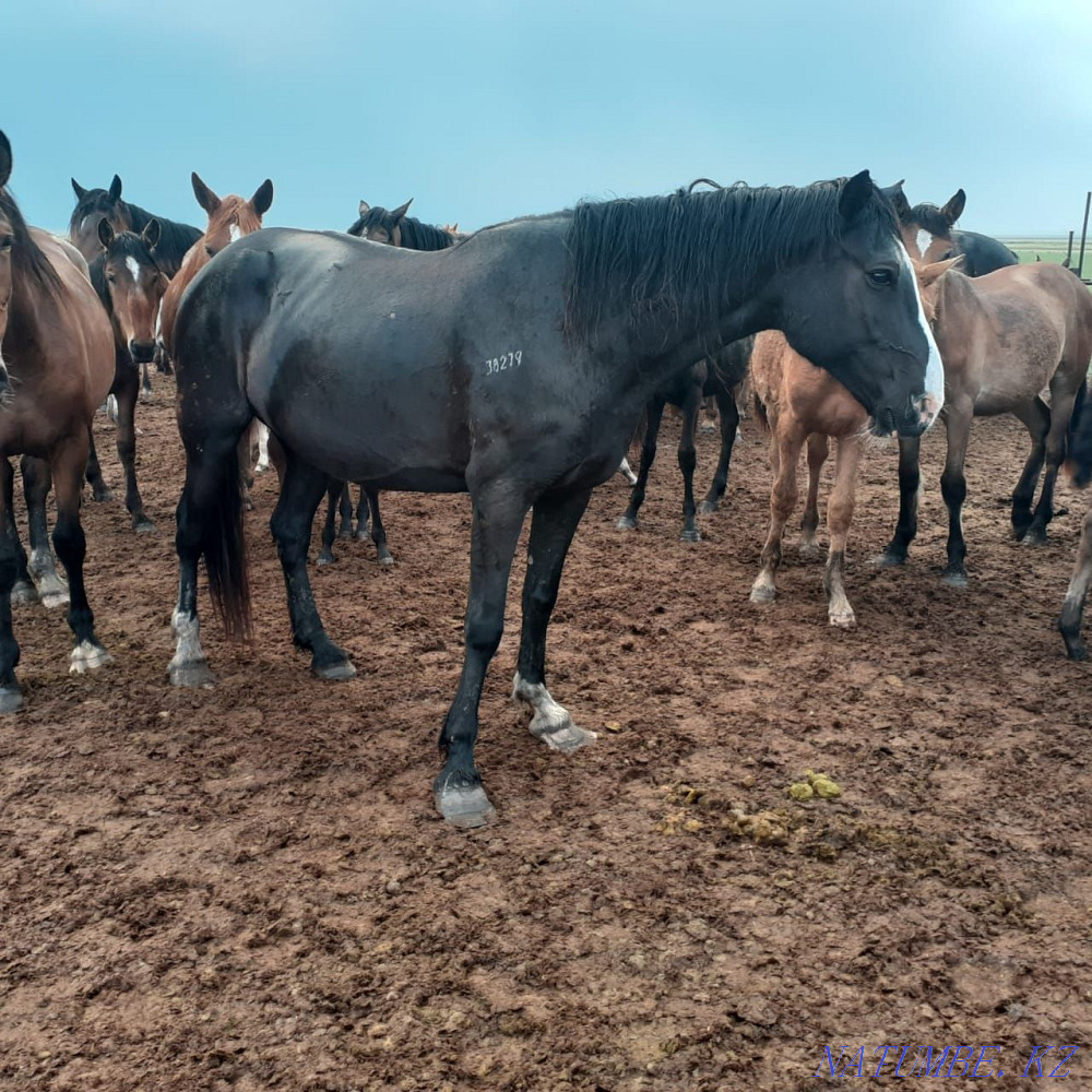 Кобылы( биелер) лошади. Костанай - изображение 6