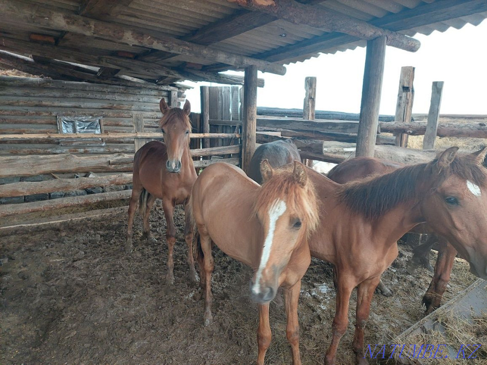 Well-fed horses.  - photo 1