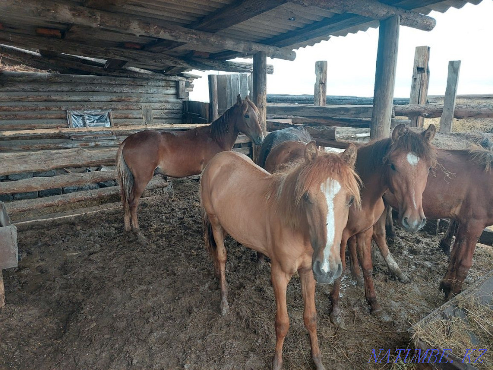 Well-fed horses.  - photo 2