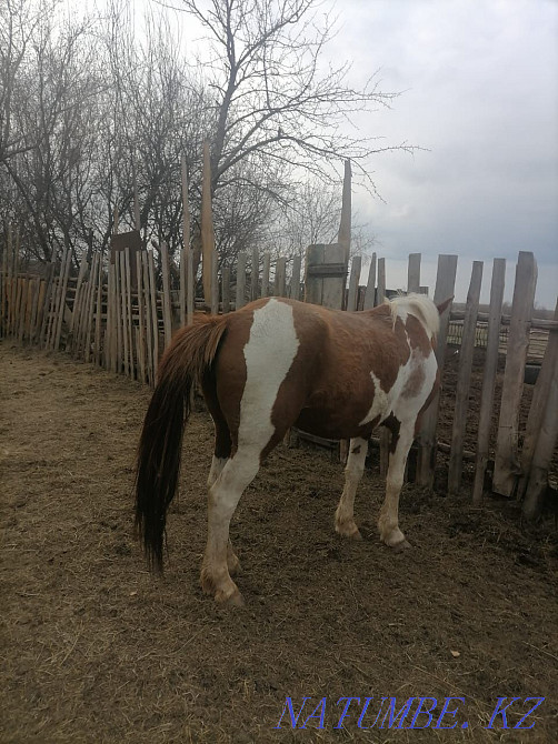 Лошадь 4 летка кобыла  - изображение 2