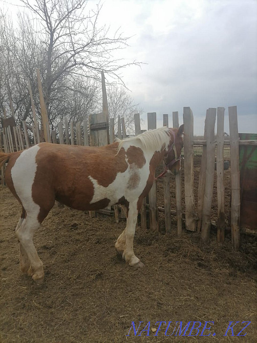 Лошадь 4 летка кобыла  - изображение 1