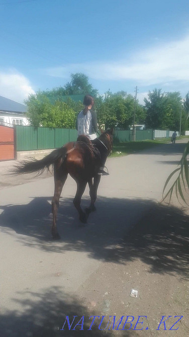 Horse, mare, bee 4 years old Esik - photo 4