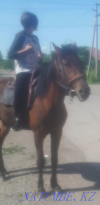 Horse, mare, bee 4 years old Esik - photo 1