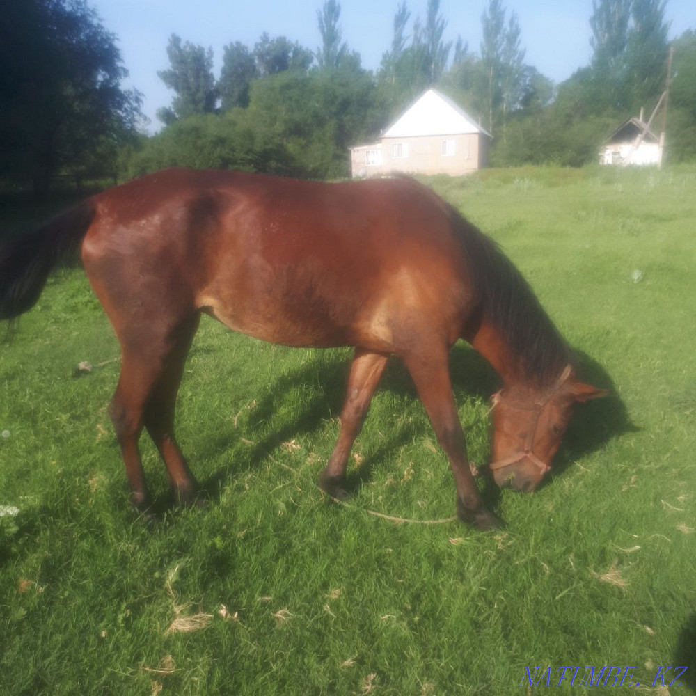 Horse, mare, bee 4 years old Esik - photo 3