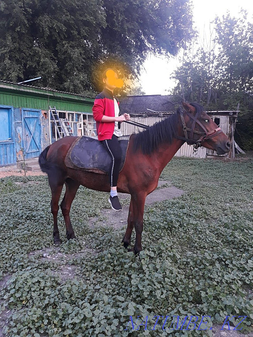 Horse, mare, bee 4 years old Esik - photo 2