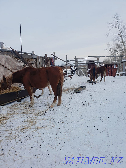Horses with this year's foal Atbasar - photo 1