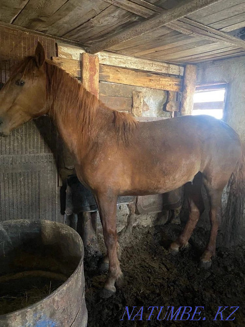 Fat horses in Atbasar  - photo 2