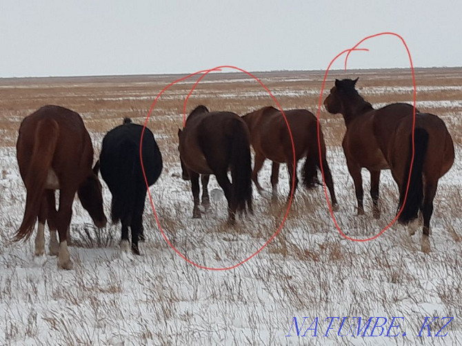 Satylady veins. Horses for sale. Pavlodar - photo 2