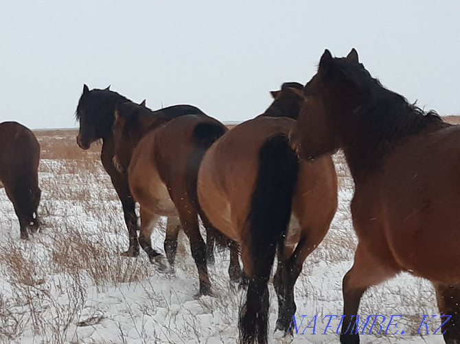 Satylady veins. Horses for sale. Pavlodar - photo 3