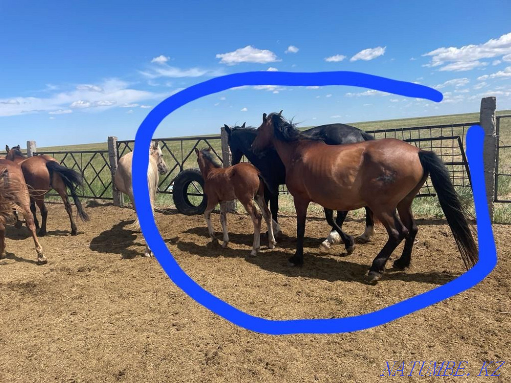 Жылкы сатылады. Продаются лошади. Павлодар - изображение 7