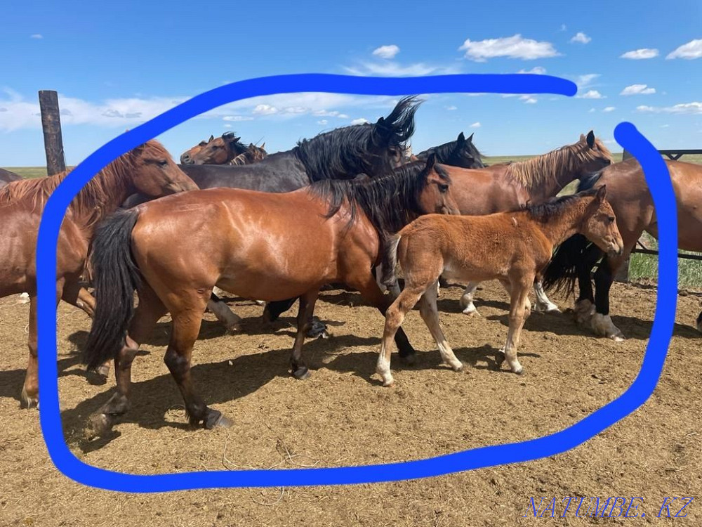 Жылкы сатылады. Продаются лошади. Павлодар - изображение 1