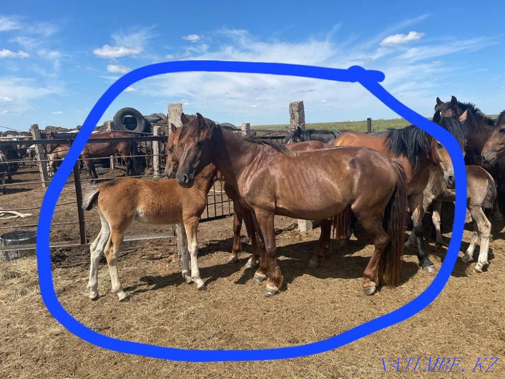 Жылкы сатылады. Продаются лошади. Павлодар - изображение 6