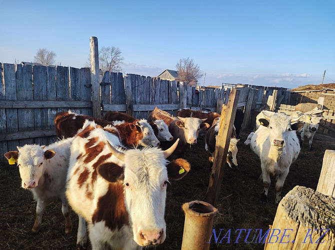 Horses with foals, cattle, rams for sale Pavlodar - photo 6