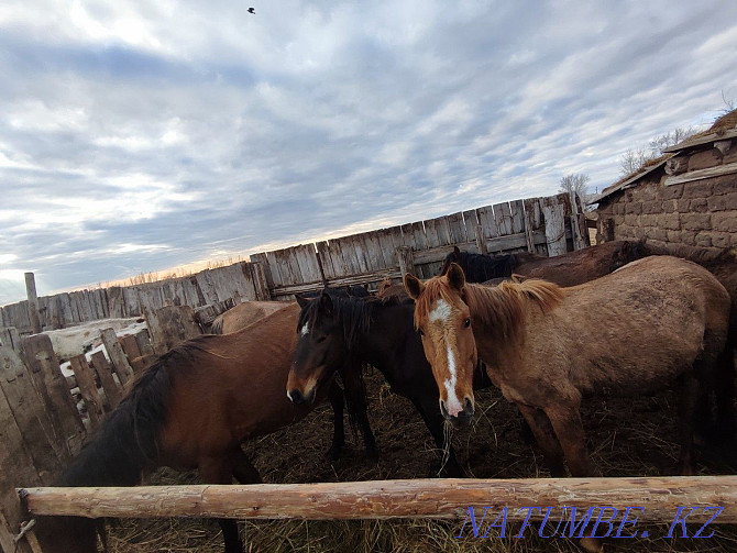 Horses with foals, cattle, rams for sale Pavlodar - photo 1