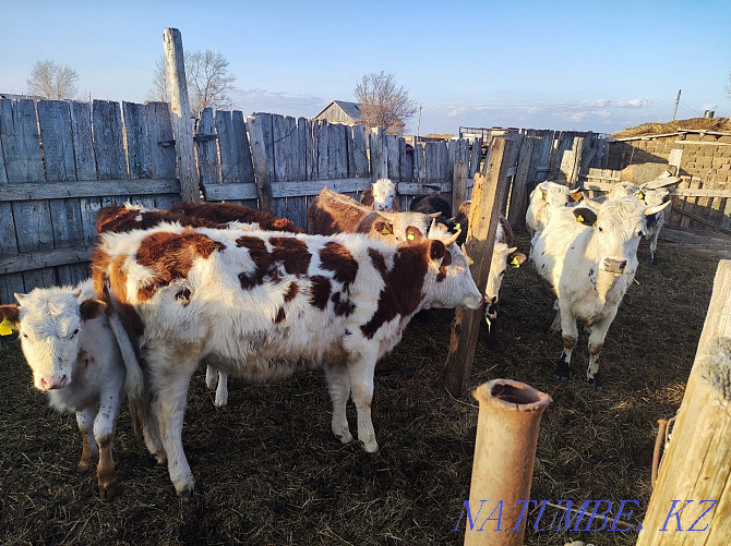 Horses with foals, cattle, rams for sale Pavlodar - photo 5