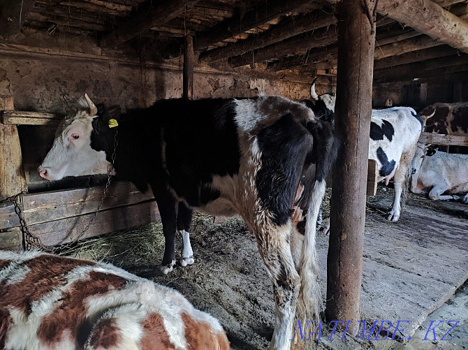 Horses with foals, cattle, rams for sale Pavlodar - photo 7