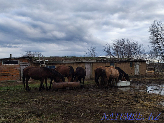Horses with foals, cattle, rams for sale Pavlodar - photo 2