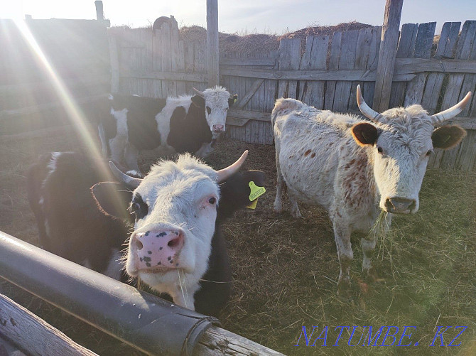 Horses with foals, cattle, rams for sale Pavlodar - photo 8