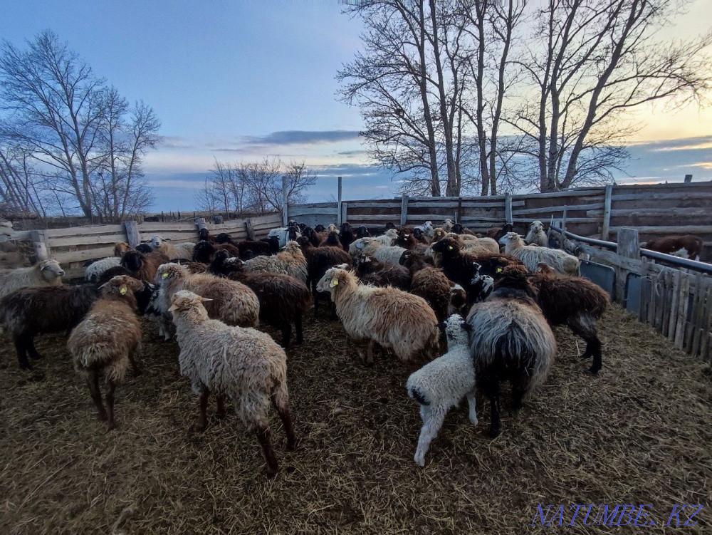 Horses with foals, cattle, rams for sale Pavlodar - photo 3