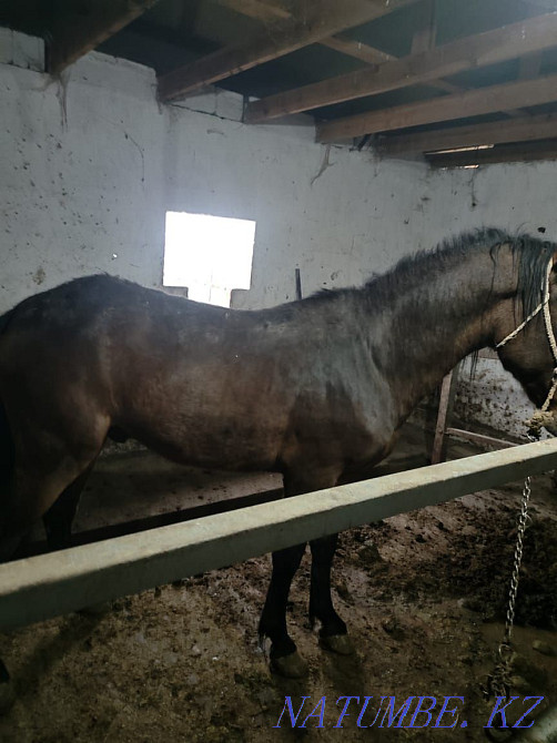 Жылкы откормда лошади откормленные  - изображение 1