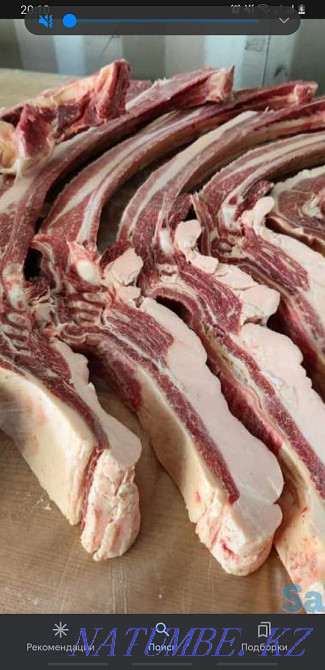 Horse yearlings colts Kostanay - photo 4