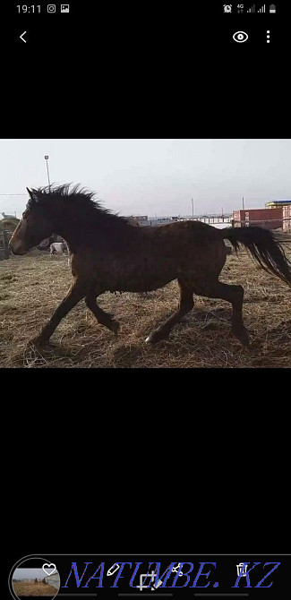 Horse yearlings colts Kostanay - photo 2