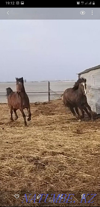 Horse yearlings colts Kostanay - photo 3