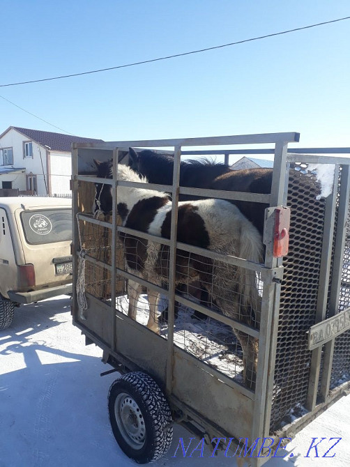 коровы быки лошади. Уральск - изображение 1