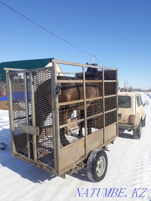 коровы быки лошади. Уральск - изображение 4