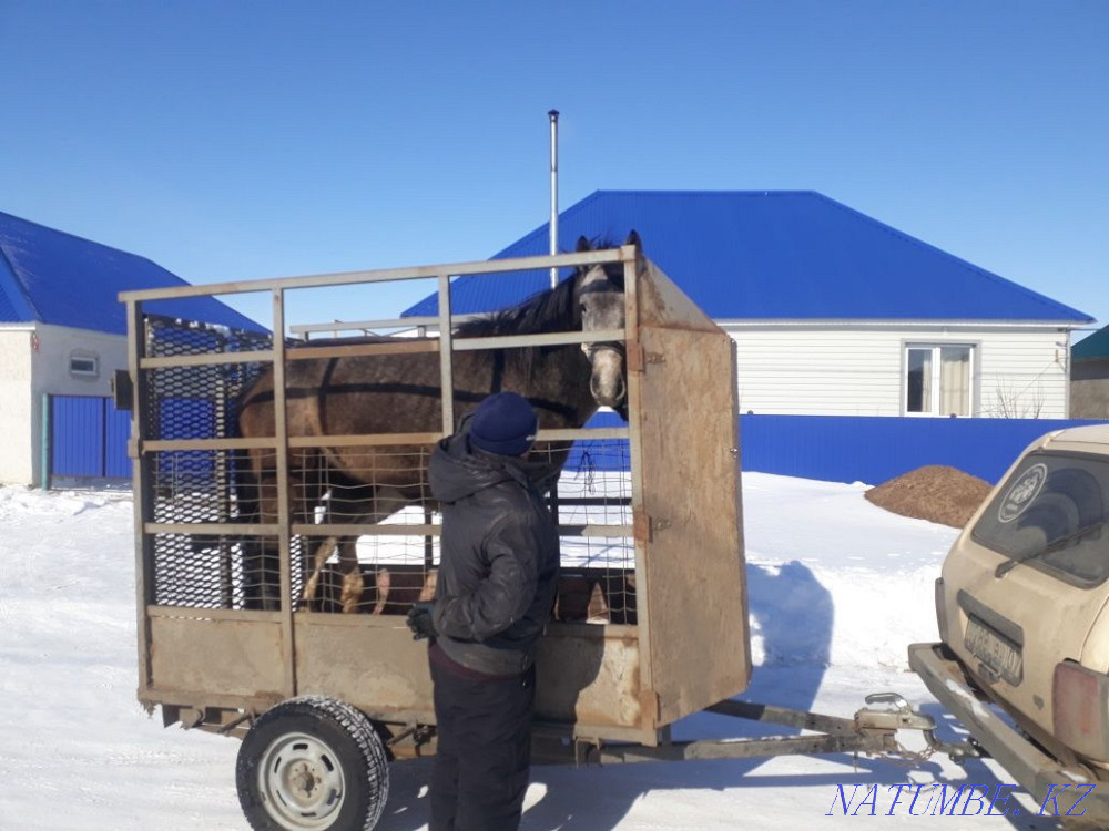 коровы быки лошади. Уральск - изображение 3