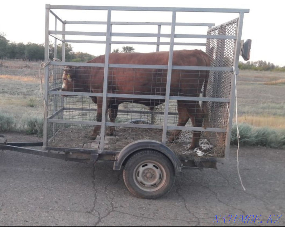 коровы быки лошади. Уральск - изображение 2