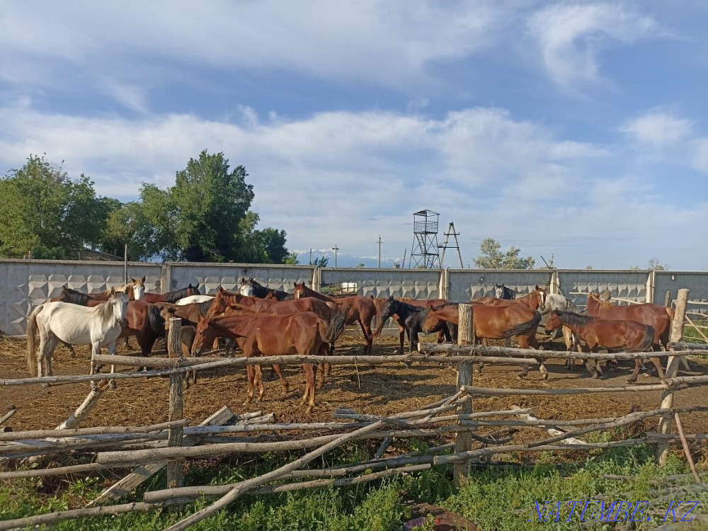 Лошади кобылы .  - изображение 3