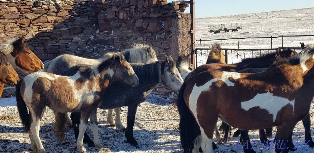 ?ыр жыл?ылар, отар жыл?ы к?терме  - изображение 1