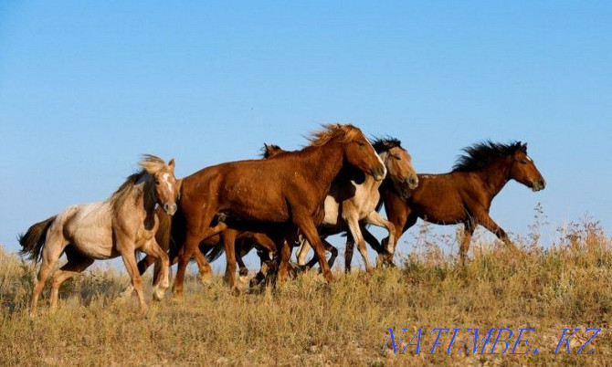 Sale of horses, stallions.  - photo 1