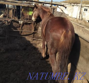 Семіз жыл?ы, Лошади жирные разные на выбор жирные Астана - изображение 4