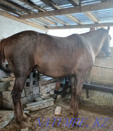 Семіз жыл?ы, Лошади жирные разные на выбор жирные Астана - изображение 3