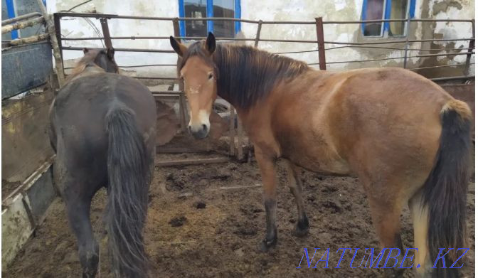 Семіз жыл?ы, Лошади жирные разные на выбор жирные Астана - изображение 2