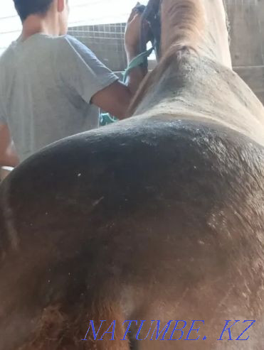 Семіз жыл?ы, Лошади жирные разные на выбор жирные Астана - изображение 1