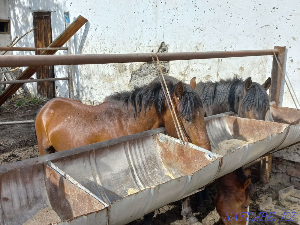 horses for sale Semey - photo 2