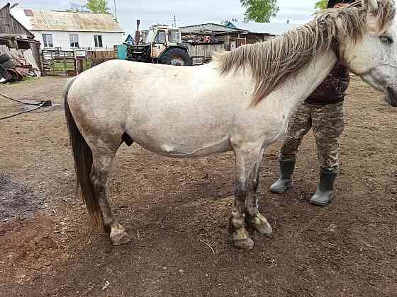 Обмен или продажа лошади  Макинск