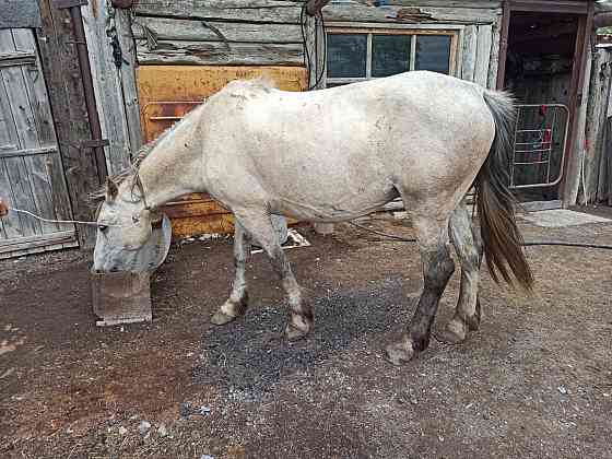 Обмен или продажа лошади  Макинск