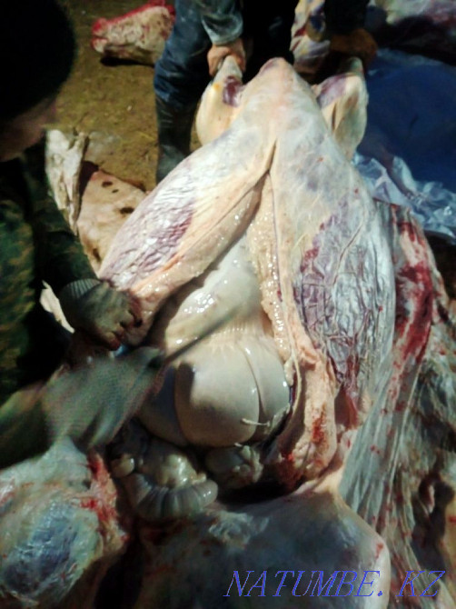 Semiz zhyl?ylar, zhas maldar satylady. ?asapshy bar. I sell horses Aqsu - photo 1