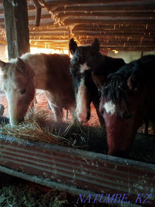 Semiz zhyl?ylar, zhas maldar satylady. ?asapshy bar. I sell horses Aqsu - photo 3