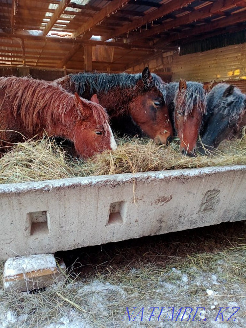 Semiz zhyl?ylar, zhas maldar satylady. ?asapshy bar. I sell horses Aqsu - photo 2