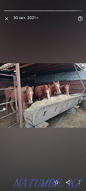 Semiz zhyl?ylar, zhas maldar satylady. ?asapshy bar. I sell horses Aqsu - photo 4