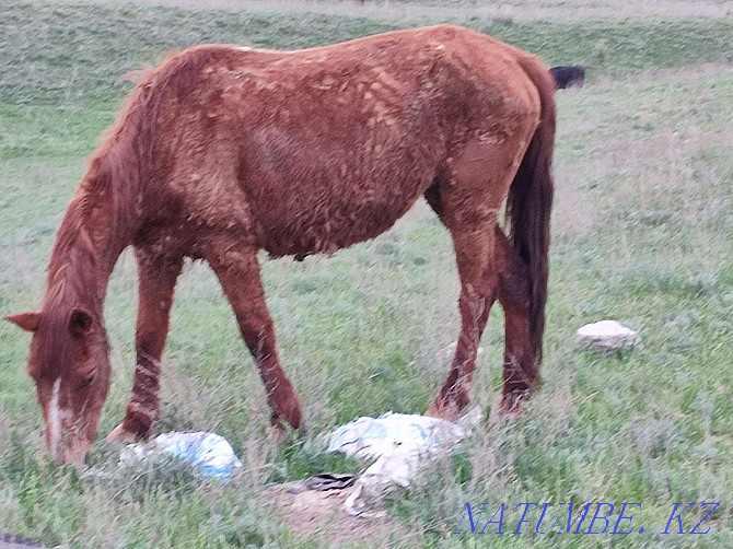 cows and horses for sale Казцик - photo 7