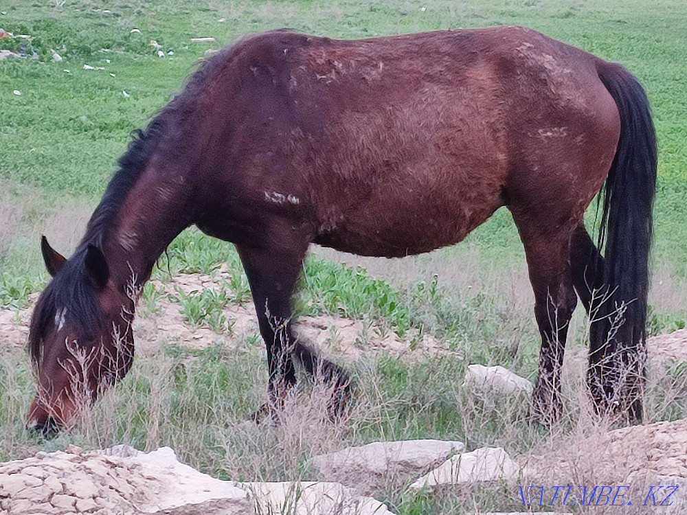 cows and horses for sale Казцик - photo 8